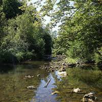 Attēlu rezultāti vaicājumam “Hymenostylium recurvirostrum macro”