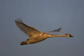 Attēlu rezultāti vaicājumam “Cygnus olor juvenile”