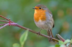 Image result for Erithacus rubecula