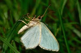 Attēlu rezultāti vaicājumam “Hemithea aestivaria”