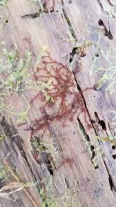 Attēlu rezultāti vaicājumam “Nowellia curvifolia”