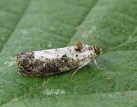 Attēlu rezultāti vaicājumam “Hedya salicella”