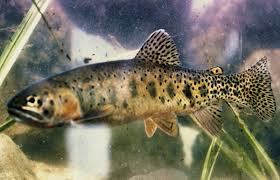 Image result for Oncorhynchus