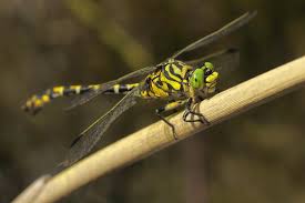 Attēlu rezultāti vaicājumam “Onychogomphus forcipatus”
