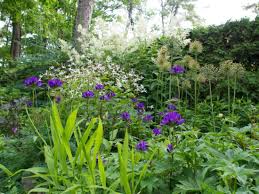 Attēlu rezultāti vaicājumam “Gillenia trifoliata flower”