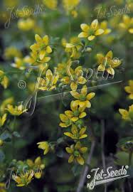 Attēlu rezultāti vaicājumam “Saxifraga cymbalaria flower”