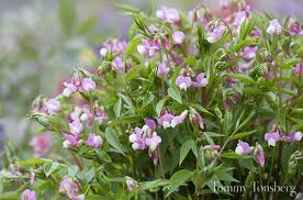 Attēlu rezultāti vaicājumam “Lathyrus vernus leaf”