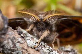 Attēlu rezultāti vaicājumam “Saturnia pavonia female”