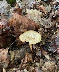Attēlu rezultāti vaicājumam “Polyporus tubaeformis”
