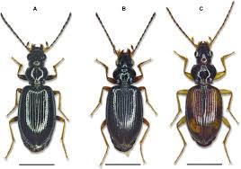 Attēlu rezultāti vaicājumam “Bembidion sp.”