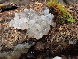 Attēlu rezultāti vaicājumam “Myxarium nucleatum”