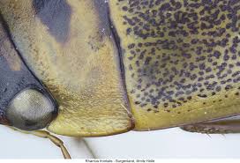 Attēlu rezultāti vaicājumam “Rhantus frontalis”