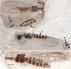 Attēlu rezultāti vaicājumam “Raphidioptera imago”