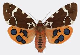 Attēlu rezultāti vaicājumam “Arctia caja”