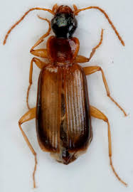 Attēlu rezultāti vaicājumam “Dromius quadrimaculatus”