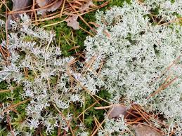 Attēlu rezultāti vaicājumam “Cladonia rangiferina”