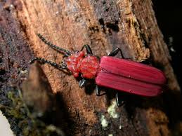 Attēlu rezultāti vaicājumam “Cucujus cinnaberinus larva”