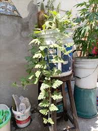 Attēlu rezultāti vaicājumam “Citrullus lanatus leaf”