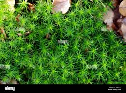 Attēlu rezultāti vaicājumam “Polytrichum commune”