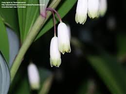 Attēlu rezultāti vaicājumam “Polygonatum odoratum bud”