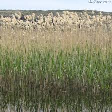 Attēlu rezultāti vaicājumam “Phragmites communis”
