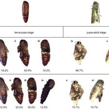 Attēlu rezultāti vaicājumam “Retinia resinella pupa”