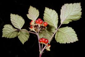 Attēlu rezultāti vaicājumam “Rubus nessensis fruit”