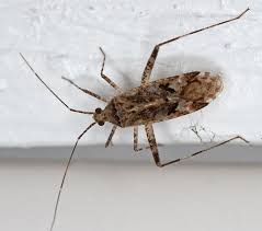 Attēlu rezultāti vaicājumam “Phytocoris sp.”