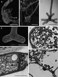 Attēlu rezultāti vaicājumam “Mylia anomala”