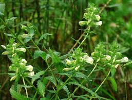 Attēlu rezultāti vaicājumam “Pedicularis palustris fruit”