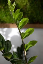 Image result for zamiokulkas