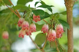 Attēlu rezultāti vaicājumam “Enkianthus chinensis”