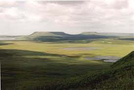 Attēlu rezultāti vaicājumam “Cladopodiella francisci”