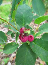 Attēlu rezultāti vaicājumam “Amelanchier spicata fruit”