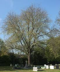 Attēlu rezultāti vaicājumam “Ulmus x hollandica”