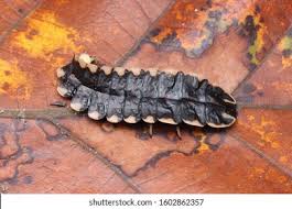 Attēlu rezultāti vaicājumam “Lygistopterus sanguineus larva”