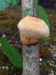 Attēlu rezultāti vaicājumam “Dichomitus campestris”