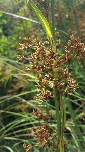 Attēlu rezultāti vaicājumam “Cladium mariscus”