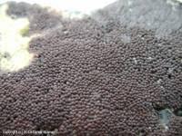 Attēlu rezultāti vaicājumam “Diderma spumarioides”