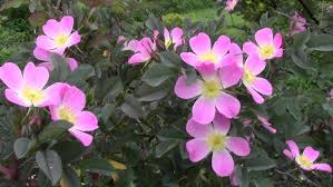 Attēlu rezultāti vaicājumam “Rosa glauca”