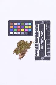 Attēlu rezultāti vaicājumam “Geocalyx graveolens”