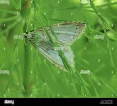 Attēlu rezultāti vaicājumam “Udea prunalis”