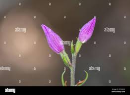 Attēlu rezultāti vaicājumam “Cephalanthera rubra bud”