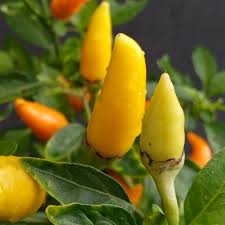 Afbeeldingsresultaat voor thai yellow hot pepper