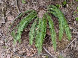 Attēlu rezultāti vaicājumam “Polystichum lonchitis”