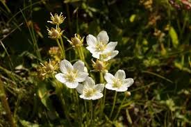 Attēlu rezultāti vaicājumam “Parnassia palustris”