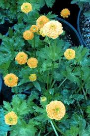 Attēlu rezultāti vaicājumam “Ranunculus cassubicus flower”