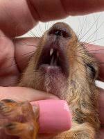 Картинки по запросу белку зажевало в диск