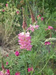 Image result for Onobrychis viciifolia