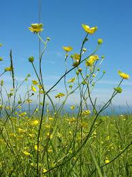 Attēlu rezultāti vaicājumam “Ranunculus acris flower”